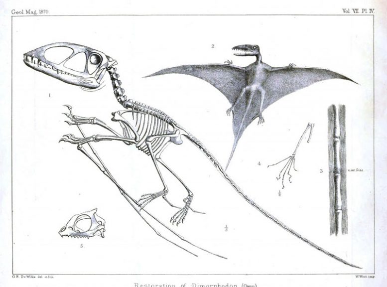 1864 picture pterodactyl